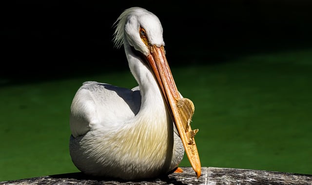 Free download pelican bird lake wildlife nature free picture to be edited with GIMP free online image editor