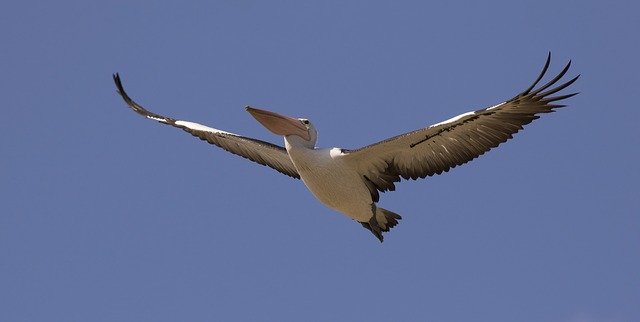 Template Photo Pelican Bird Nature -  for OffiDocs