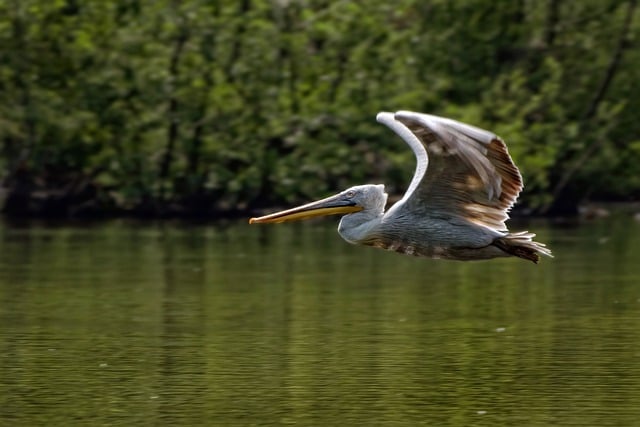 Free download pelican bird pelecanus crispus free picture to be edited with GIMP free online image editor