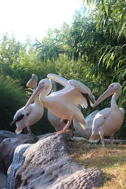 Bezpłatne pobieranie Pelican Bird Pelikan - darmowe zdjęcie lub obraz do edycji za pomocą internetowego edytora obrazów GIMP