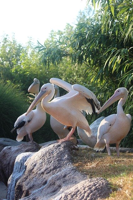 Free download Pelican Bird Pelikan -  free photo or picture to be edited with GIMP online image editor