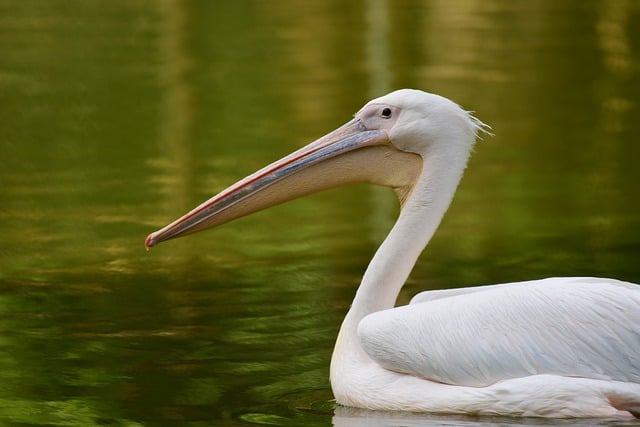 Free download pelican bird pond lake nature free picture to be edited with GIMP free online image editor