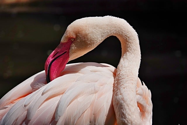 Free download pelican bird portrait beak free picture to be edited with GIMP free online image editor