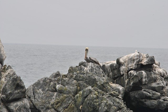 বিনামূল্যে ডাউনলোড করুন Pelican Birds - বিনামূল্যে ছবি বা ছবি GIMP অনলাইন ইমেজ এডিটর দিয়ে সম্পাদনা করতে হবে