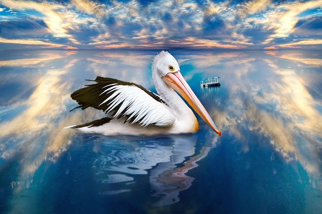 Free download pelican bird sea ocean beach free picture to be edited with GIMP free online image editor
