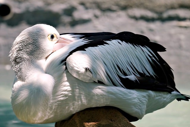 Free download pelican bird sit on stone free picture to be edited with GIMP free online image editor