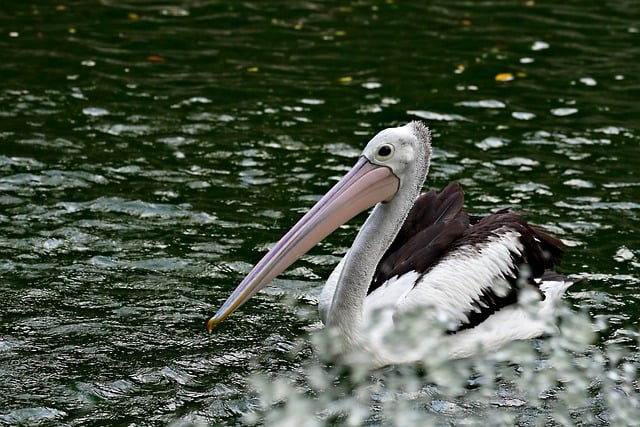 Free download pelican bird waterfowl plumage free picture to be edited with GIMP free online image editor