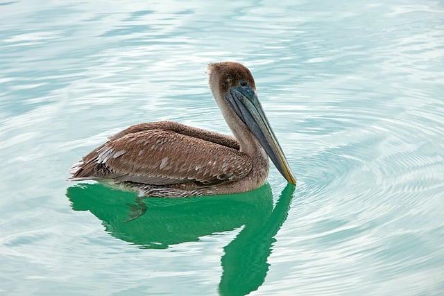 Free download pelican bird water ocean sea free picture to be edited with GIMP free online image editor