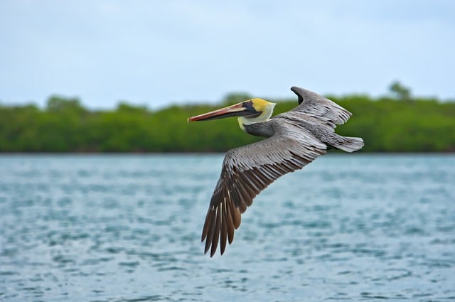Free download pelican bird wildlife brown pelican free picture to be edited with GIMP free online image editor