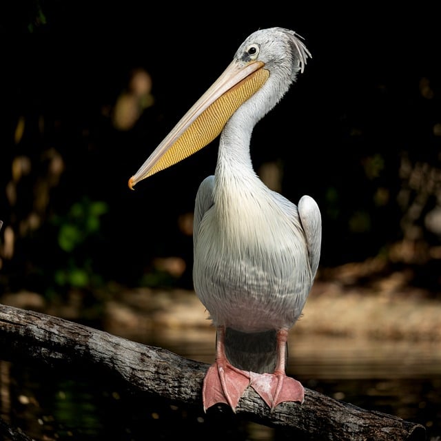 Free download pelican bird wildlife nature free picture to be edited with GIMP free online image editor