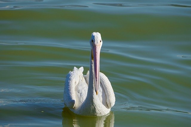 Free download Pelican Chapala Lake -  free photo or picture to be edited with GIMP online image editor