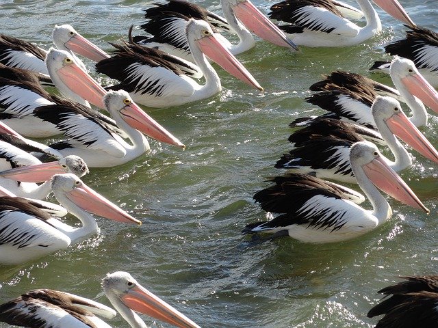 Descărcare gratuită Pelican Flock Wildlife - fotografie sau imagini gratuite pentru a fi editate cu editorul de imagini online GIMP