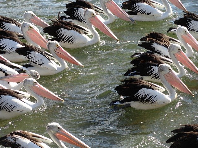 Descarga gratuita Pelican Flock Wildlife: foto o imagen gratuita para editar con el editor de imágenes en línea GIMP