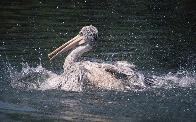 Free download pelican lake wading bird bird free picture to be edited with GIMP free online image editor