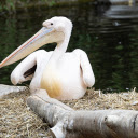 Pelican Lying by the Lake  screen for extension Chrome web store in OffiDocs Chromium