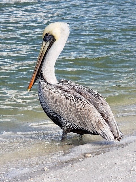 Free download Pelican Naples Nature -  free photo or picture to be edited with GIMP online image editor