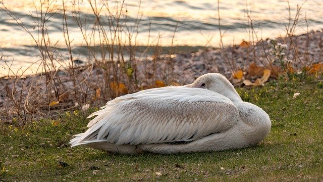 Free picture Pelican Napping Water -  to be edited by GIMP free image editor by OffiDocs