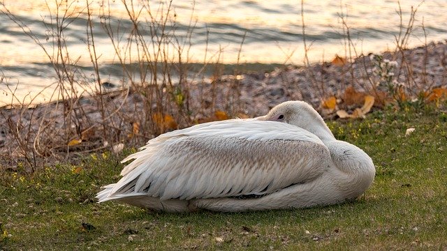 Téléchargement gratuit de Pelican Napping Water - photo ou image gratuite à éditer avec l'éditeur d'images en ligne GIMP