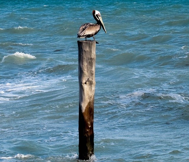Free download Pelican On Post At -  free photo or picture to be edited with GIMP online image editor