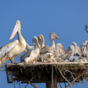Pelicans  screen for extension Chrome web store in OffiDocs Chromium