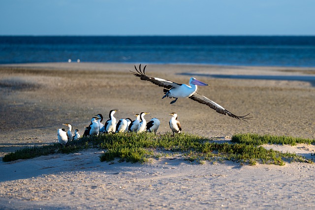 Free download pelicans australian pelican ocean free picture to be edited with GIMP free online image editor