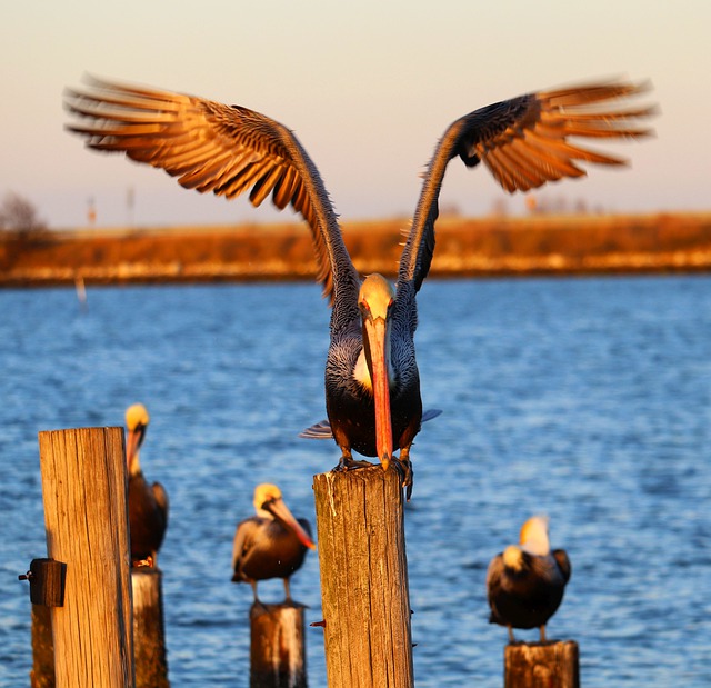 Free download pelicans birds coast waterway free picture to be edited with GIMP free online image editor