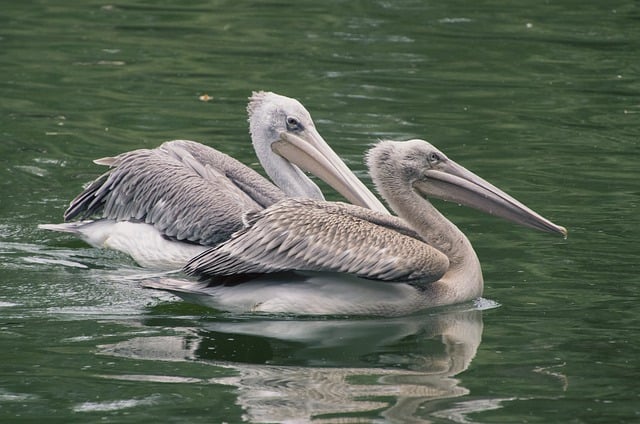 Free download pelicans birds lake animals free picture to be edited with GIMP free online image editor