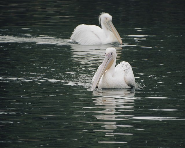 Kostenloser Download von Pelikanen, Vögeln, See, Teich, kostenloses Bild, das mit dem kostenlosen Online-Bildeditor GIMP bearbeitet werden kann