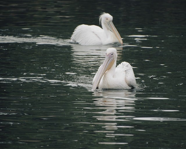 Free download pelicans birds lake pond free picture to be edited with GIMP free online image editor