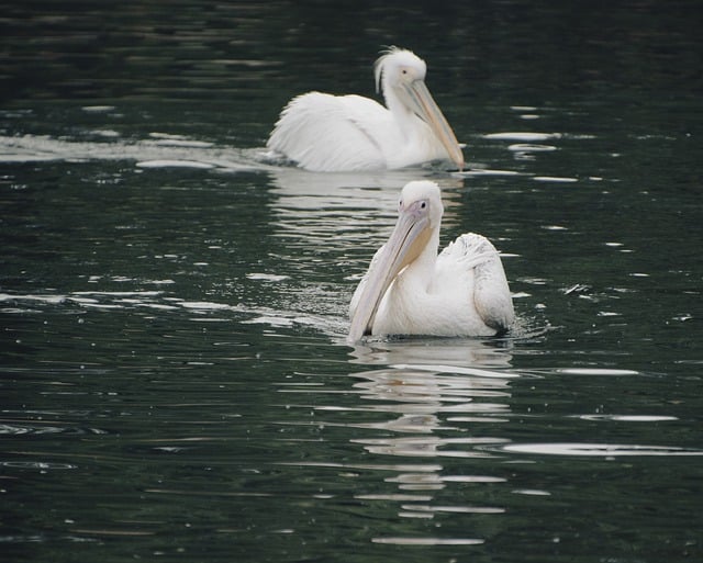 Téléchargement gratuit de pélicans oiseaux lac étang image gratuite à éditer avec l'éditeur d'images en ligne gratuit GIMP