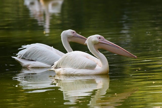Бесплатно скачать пеликаны птицы пруд озеро природа бесплатное изображение для редактирования в GIMP бесплатный онлайн-редактор изображений