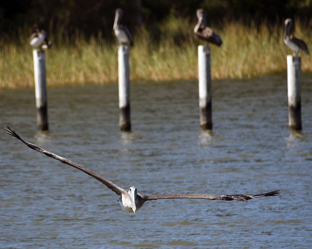 Free download pelicans posts outdoors free picture to be edited with GIMP free online image editor