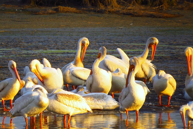 Free download pelicans river sunset nature birds free picture to be edited with GIMP free online image editor