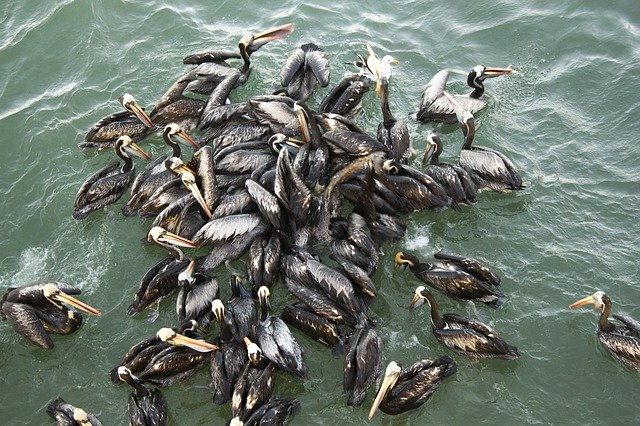 Unduh gratis Pelicans Sea Nature - foto atau gambar gratis untuk diedit dengan editor gambar online GIMP