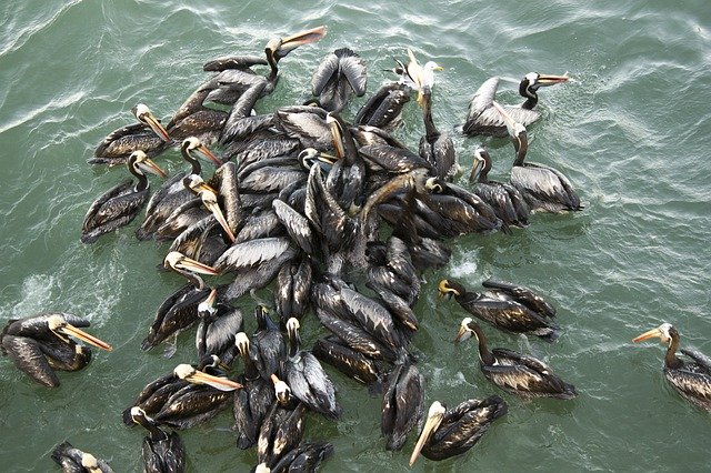 ດາວ​ໂຫຼດ​ຟຣີ Pelicans Sea Nature - ຮູບ​ພາບ​ຟຣີ​ຫຼື​ຮູບ​ພາບ​ທີ່​ຈະ​ໄດ້​ຮັບ​ການ​ແກ້​ໄຂ​ກັບ GIMP ອອນ​ໄລ​ນ​໌​ບັນ​ນາ​ທິ​ການ​ຮູບ​ພາບ​