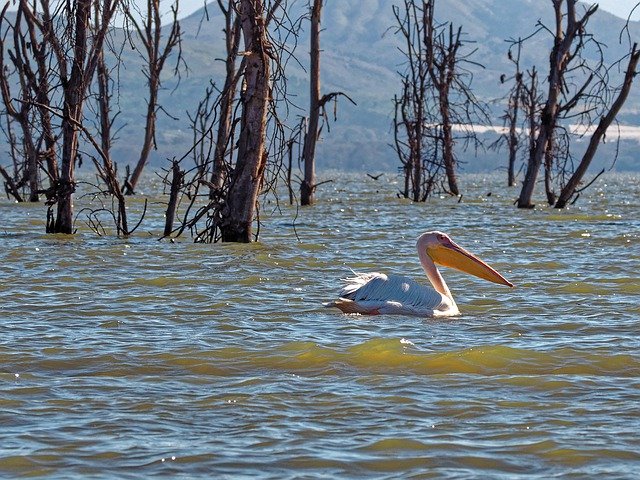 Free picture Pelican Swim Lake -  to be edited by GIMP free image editor by OffiDocs