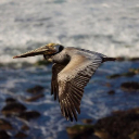 PELICAN Theme  screen for extension Chrome web store in OffiDocs Chromium