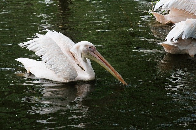 הורדה חינם של Pelican White Zoo - תמונה או תמונה בחינם לעריכה עם עורך התמונות המקוון GIMP