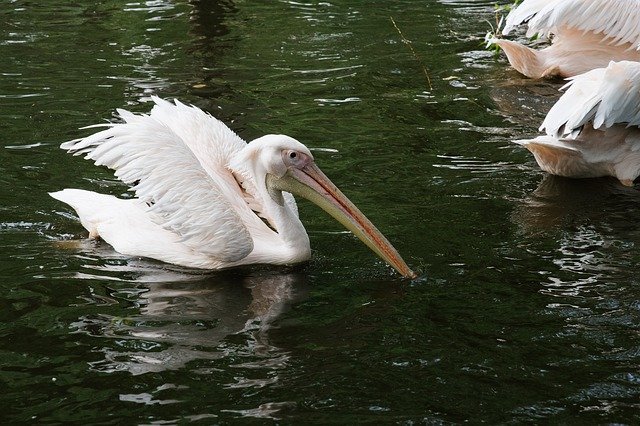 Free download Pelican White Zoo -  free photo or picture to be edited with GIMP online image editor