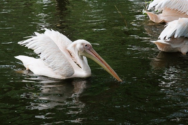 Pelican White Zoo download gratuito - foto ou imagem grátis para ser editada com o editor de imagens online GIMP