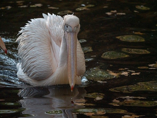 Téléchargement gratuit de Pelikan Africa Zoo - photo ou image gratuite à modifier avec l'éditeur d'images en ligne GIMP