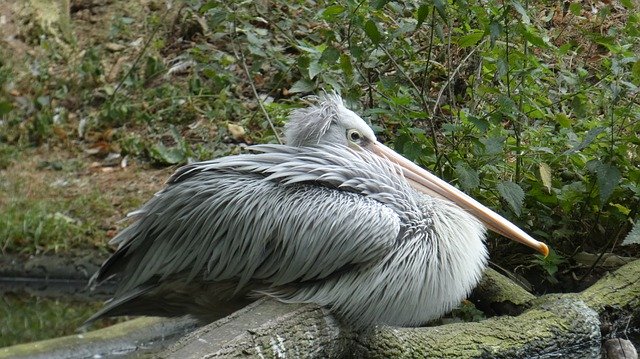 Free download Pelikan Animal Bird -  free photo or picture to be edited with GIMP online image editor