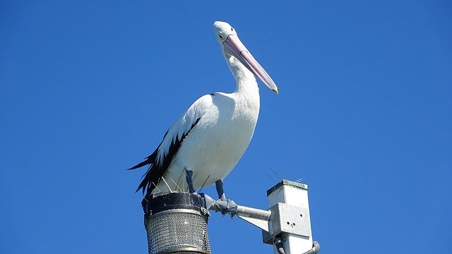 Descarga gratuita Pelikan Australia Queensland: foto o imagen gratuita para editar con el editor de imágenes en línea GIMP