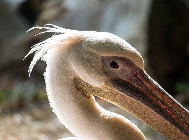Download gratuito Pelikan Bird Animal - foto o immagine gratuita da modificare con l'editor di immagini online di GIMP