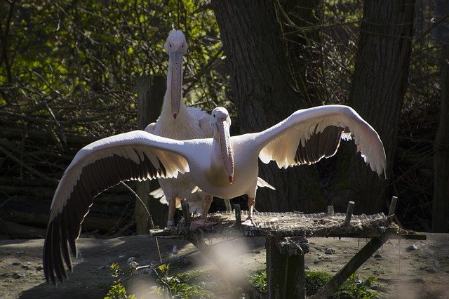 دانلود رایگان Pelikan Bird Nature Water - عکس یا تصویر رایگان قابل ویرایش با ویرایشگر تصویر آنلاین GIMP