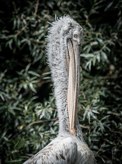 دانلود رایگان پلیکان Dalmatian Water Pelican - عکس یا تصویر رایگان قابل ویرایش با ویرایشگر تصویر آنلاین GIMP