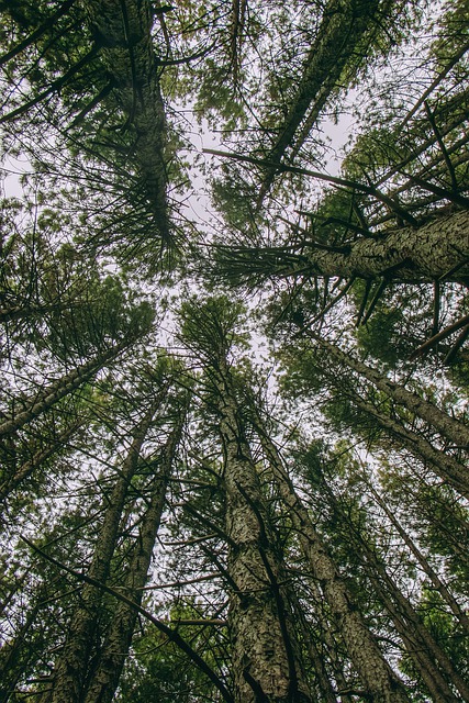 Free download pelion canopy forest greece nature free picture to be edited with GIMP free online image editor
