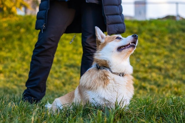 Free download pembroke welsh corgi dog grass free picture to be edited with GIMP free online image editor