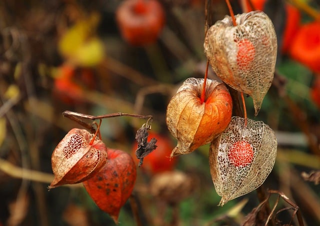 Free download pemphigus lantern flower free picture to be edited with GIMP free online image editor