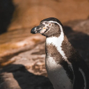 penguin 2 Theme  screen for extension Chrome web store in OffiDocs Chromium